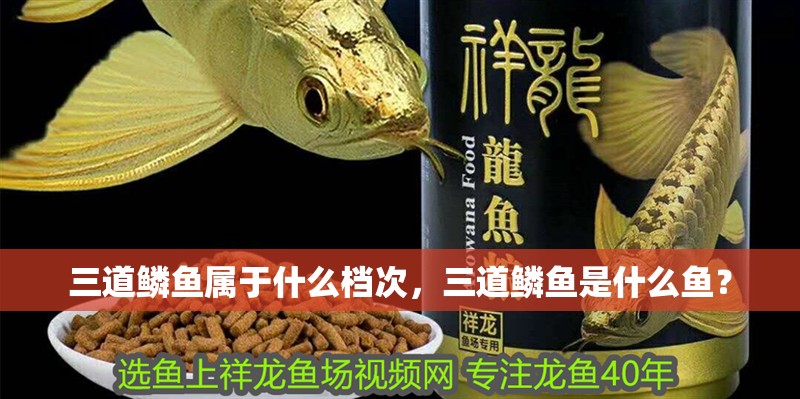 三道鱗魚屬于什么檔次，三道鱗魚是什么魚？