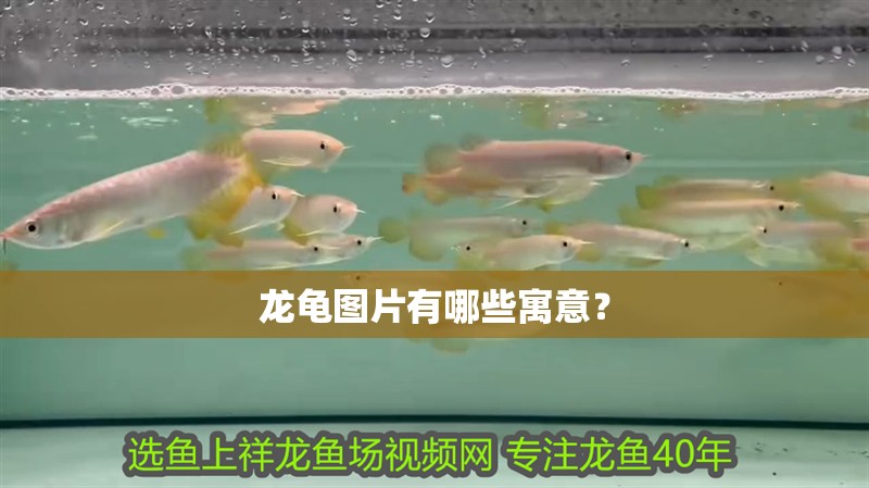龍龜圖片有哪些寓意？ 龍龜圖片有哪些寓意？ 龍魚百科