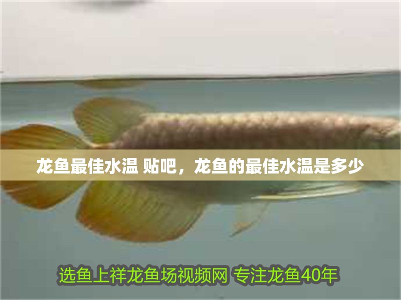 龍魚(yú)最佳水溫 貼吧，龍魚(yú)的最佳水溫是多少