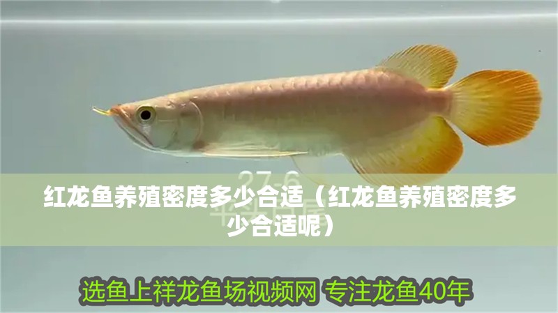 紅龍魚養殖密度多少合適（紅龍魚養殖密度多少合適呢）