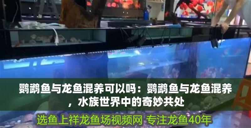鸚鵡魚與龍魚混養可以嗎：鸚鵡魚與龍魚混養，水族世界中的奇妙共處