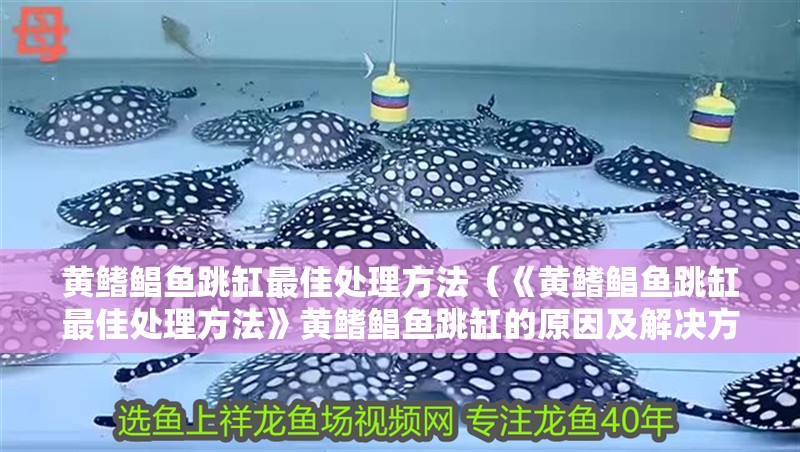 黃鰭鯧魚跳缸最佳處理方法（《黃鰭鯧魚跳缸最佳處理方法》黃鰭鯧魚跳缸的原因及解決方法）