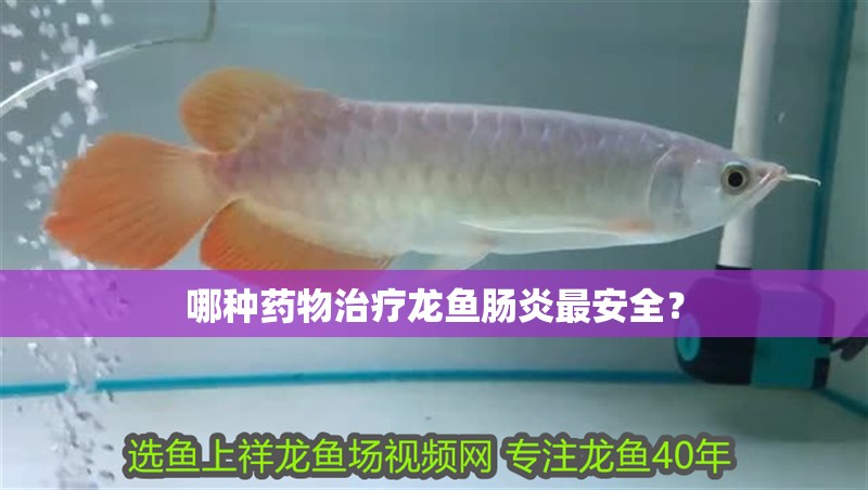 哪種藥物治療龍魚(yú)腸炎最安全?