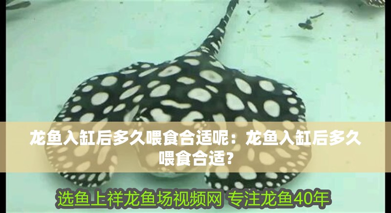 龍魚入缸后多久喂食合適呢：龍魚入缸后多久喂食合適？