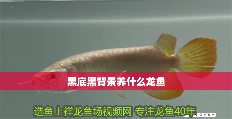 黑底黑背景養什么龍魚
