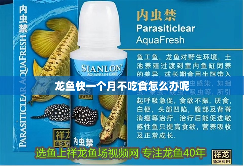 龍魚快一個月不吃食怎么辦呢 龍魚快一個月不吃食怎么辦呢 龍魚百科