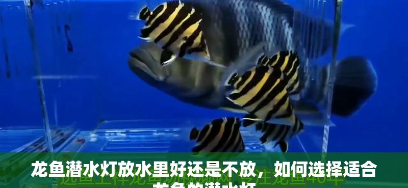 龍魚潛水燈放水里好還是不放，如何選擇適合龍魚的潛水燈