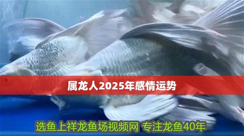屬龍人2025年感情運勢