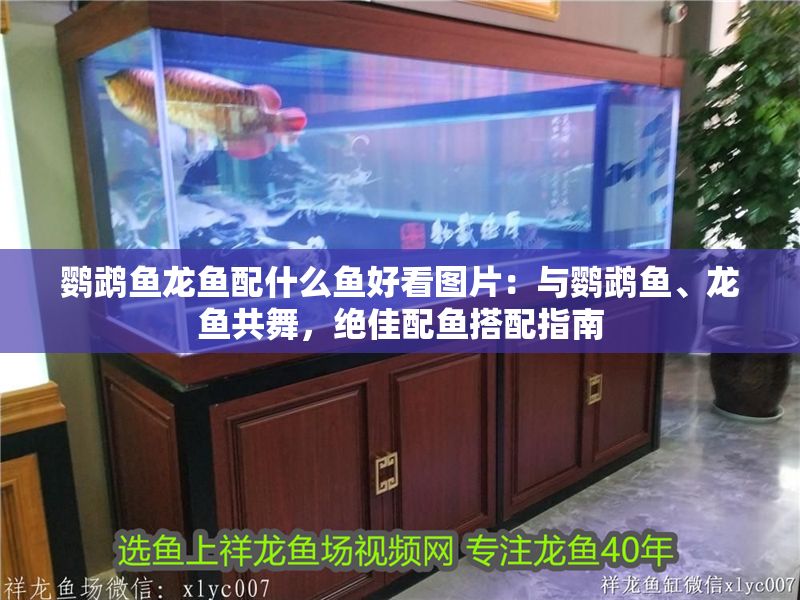 鸚鵡魚龍魚配什么魚好看圖片：與鸚鵡魚、龍魚共舞，絕佳配魚搭配指南