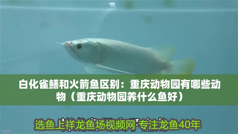 白化雀鱔和火箭魚區別：重慶動物園有哪些動物（重慶動物園養什么魚好）