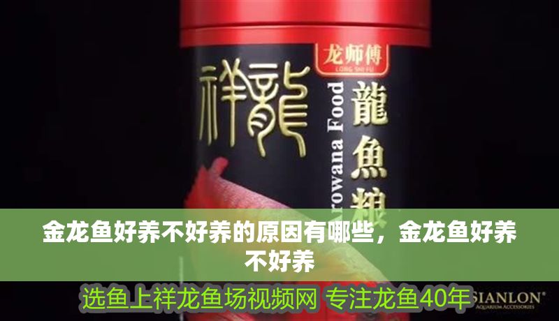 金龍魚好養不好養的原因有哪些,金龍魚好養不好養 龍魚百科 第2張 金龍魚好養不好養的原因有哪些,金龍魚好養不好養 金龍魚好養不好養的原因有哪些,金龍魚好養不好養 龍魚百科 第2張