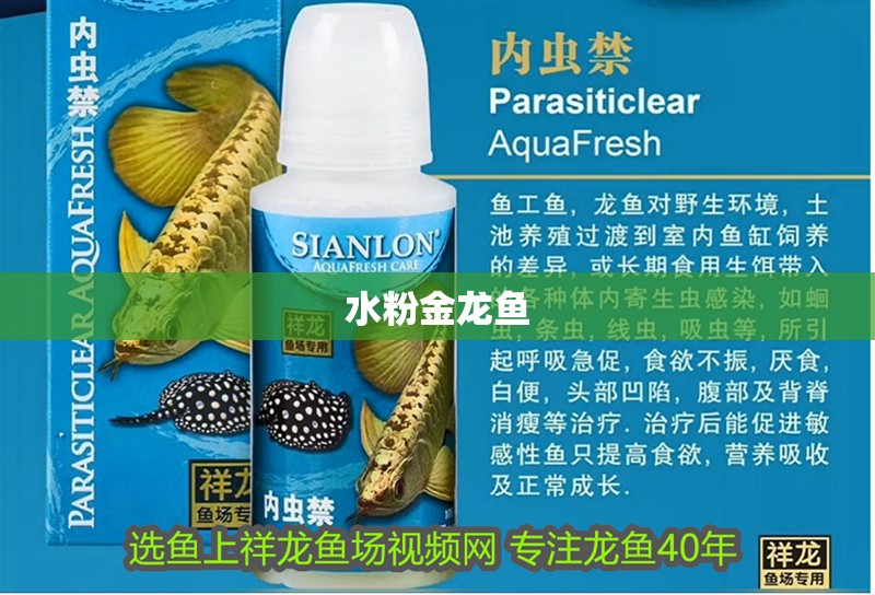 水粉金龍魚