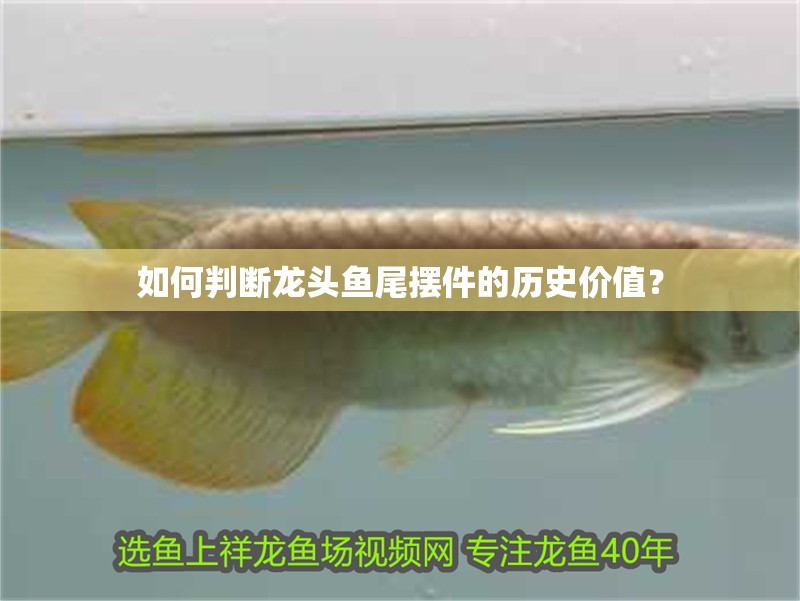 如何判斷龍頭魚尾擺件的歷史價值？ 如何判斷龍頭魚尾擺件的歷史價值？ 龍魚百科
