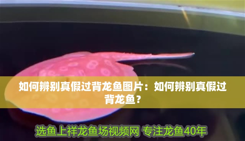 如何辨別真假過背龍魚圖片：如何辨別真假過背龍魚？