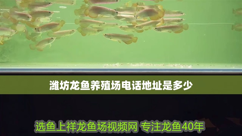 濰坊龍魚養殖場電話地址是多少 濰坊龍魚養殖場電話地址是多少 龍魚百科