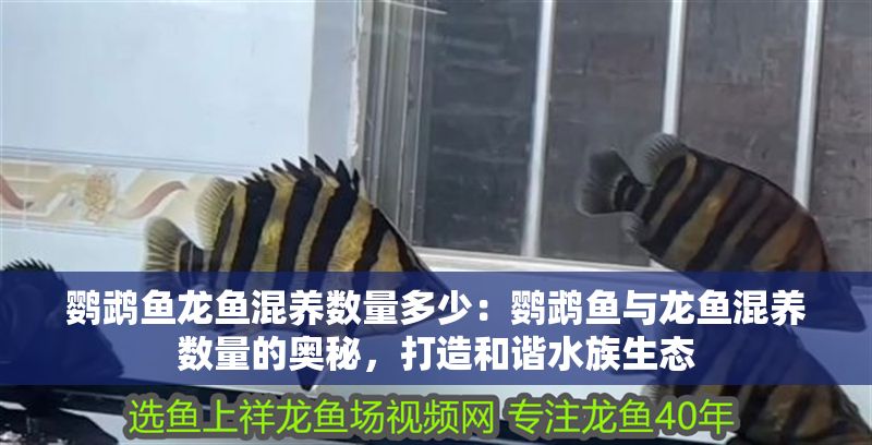 鸚鵡魚龍魚混養數量多少：鸚鵡魚與龍魚混養數量的奧秘，打造和諧水族生態