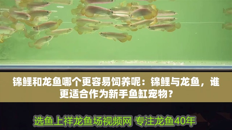 錦鯉和龍魚哪個更容易飼養呢：錦鯉與龍魚，誰更適合作為新手魚缸寵物？