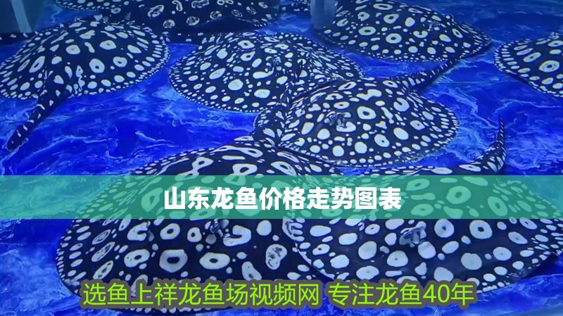 山東龍魚價(jià)格走勢(shì)圖表