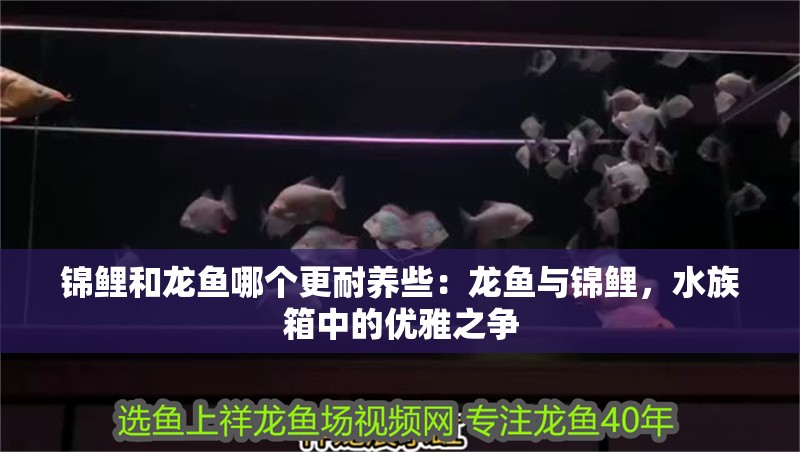 錦鯉和龍魚哪個更耐養些：龍魚與錦鯉，水族箱中的優雅之爭