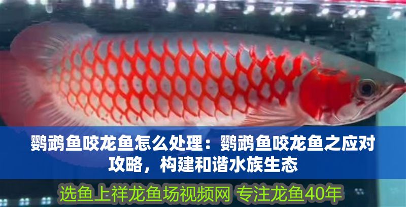鸚鵡魚咬龍魚怎么處理：鸚鵡魚咬龍魚之應對攻略，構建和諧水族生態(tài)