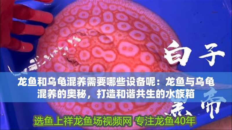 龍魚和烏龜混養需要哪些設備呢：龍魚與烏龜混養的奧秘，打造和諧共生的水族箱