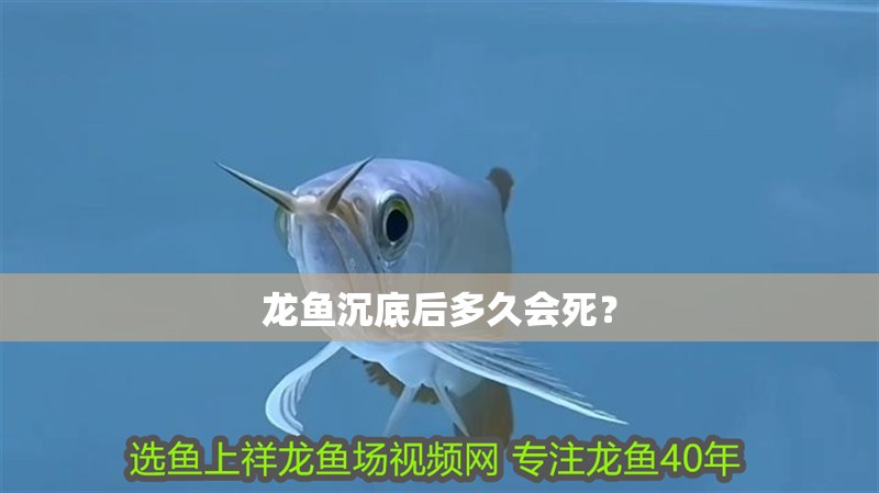 龍魚沉底后多久會死？