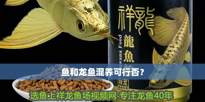魚和龍魚混養可行否？ 魚和龍魚混養可行否？ 龍魚百科 第1張