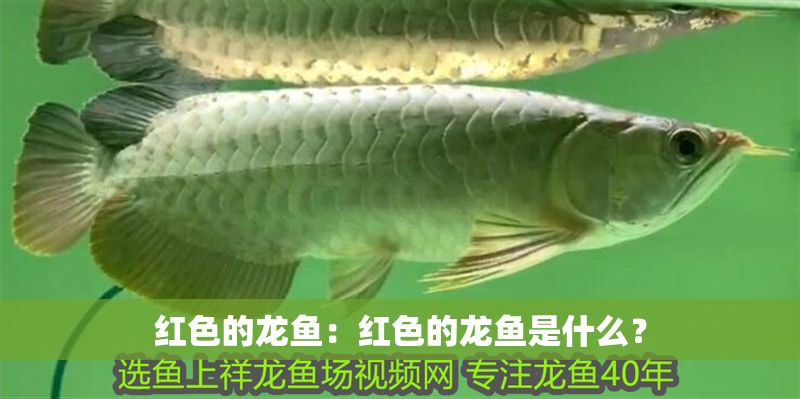 紅色的龍魚：紅色的龍魚是什么？ 紅色的龍魚：紅色的龍魚是什么？ 龍魚百科 第2張