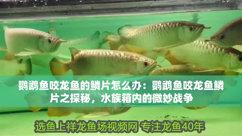 鸚鵡魚咬龍魚的鱗片怎么辦：鸚鵡魚咬龍魚鱗片之探秘，水族箱內(nèi)的微妙戰(zhàn)爭