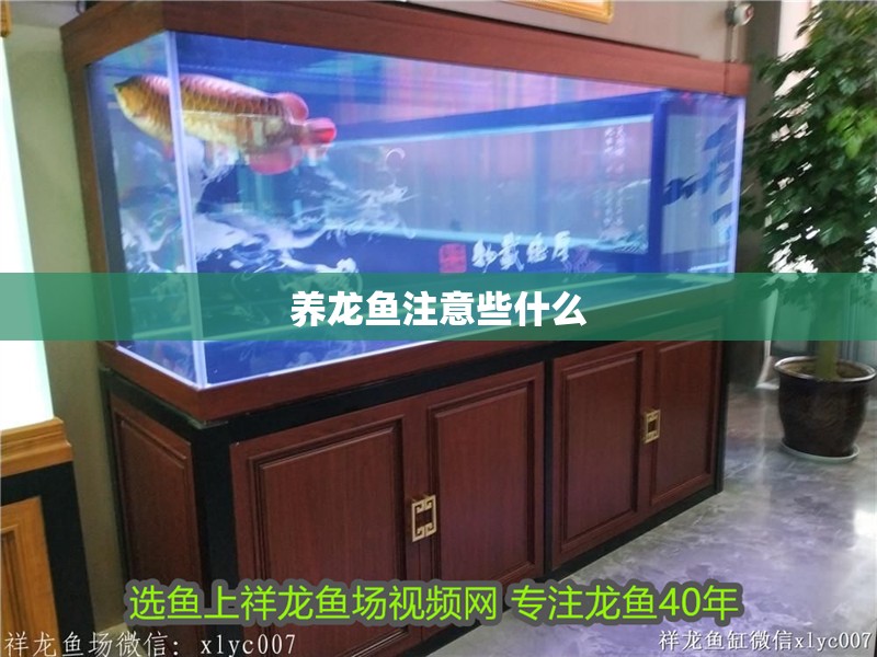 養龍魚注意些什么