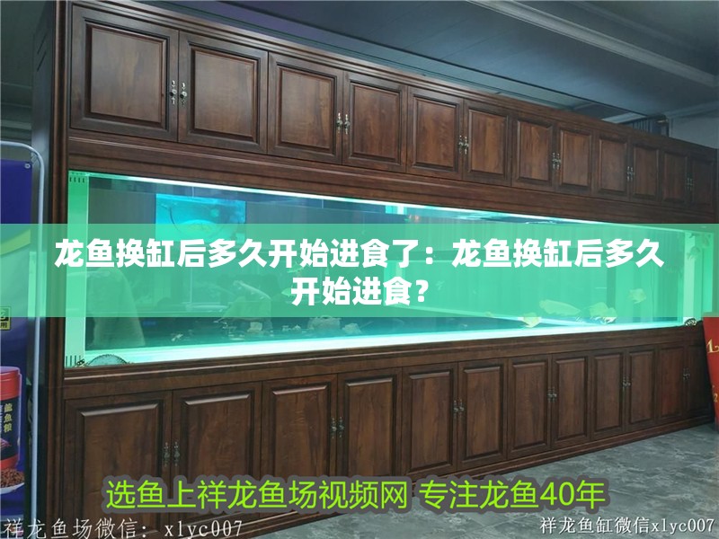 龍魚換缸后多久開始進食了：龍魚換缸后多久開始進食？