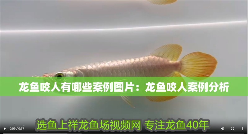 龍魚咬人有哪些案例圖片：龍魚咬人案例分析