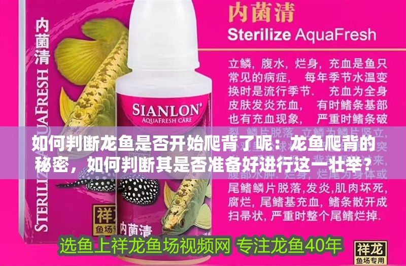 如何判斷龍魚是否開始爬背了呢：龍魚爬背的秘密，如何判斷其是否準(zhǔn)備好進(jìn)行這一壯舉？