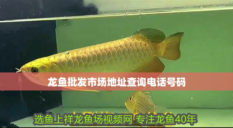 龍魚批發市場地址查詢電話號碼 龍魚批發市場地址查詢電話號碼 龍魚百科