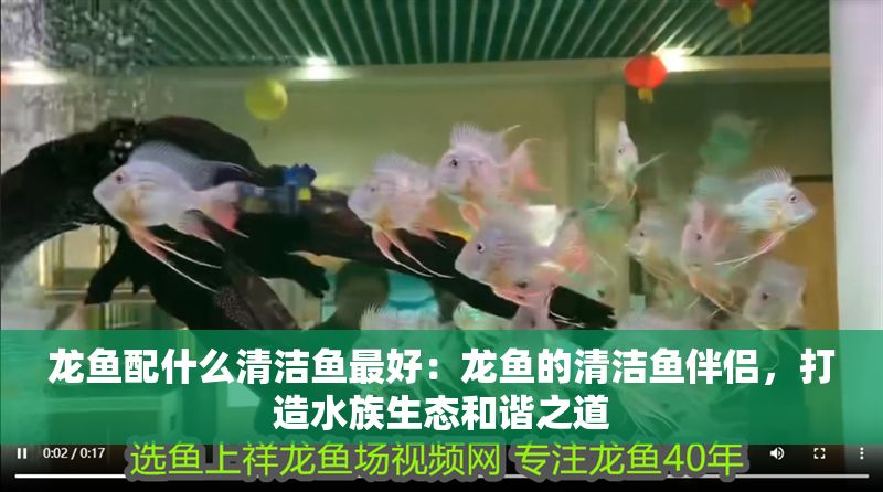 龍魚配什么清潔魚最好：龍魚的清潔魚伴侶，打造水族生態(tài)和諧之道