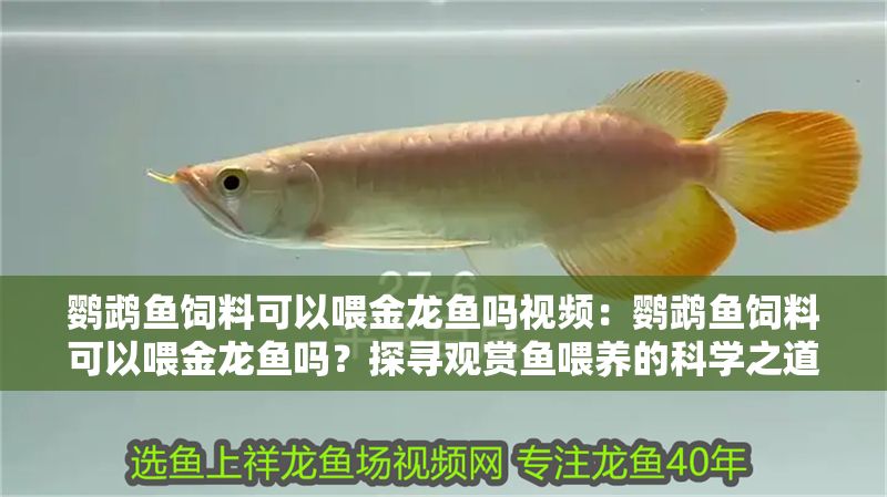 鸚鵡魚飼料可以喂金龍魚嗎視頻：鸚鵡魚飼料可以喂金龍魚嗎？探尋觀賞魚喂養的科學之道