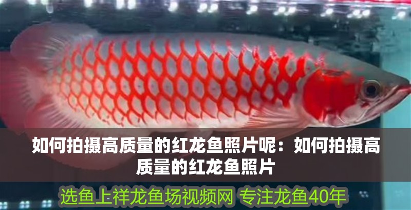 如何拍攝高質量的紅龍魚照片呢：如何拍攝高質量的紅龍魚照片