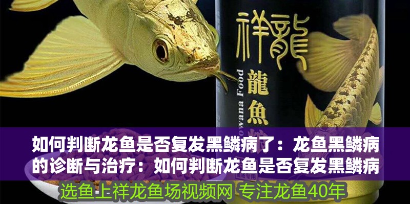 如何判斷龍魚是否復發黑鱗病了：龍魚黑鱗病的診斷與治療：如何判斷龍魚是否復發黑鱗病