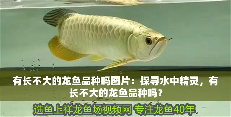 有長不大的龍魚品種嗎圖片：探尋水中精靈，有長不大的龍魚品種嗎？
