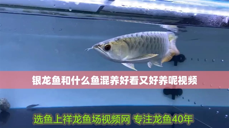 銀龍魚和什么魚混養好看又好養呢視頻