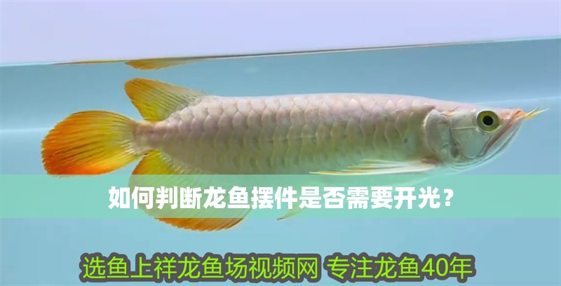 如何判斷龍魚擺件是否需要開光？