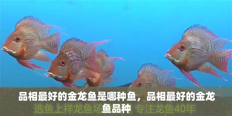品相最好的金龍魚是哪種魚，品相最好的金龍魚品種