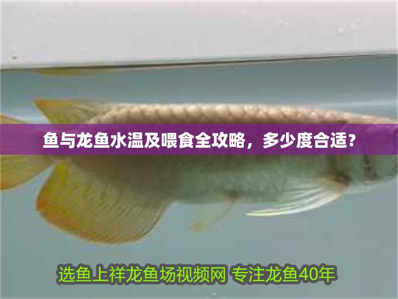 魚與龍魚水溫及喂食全攻略，多少度合適？ 魚與龍魚水溫及喂食全攻略，多少度合適？ 龍魚百科 第1張