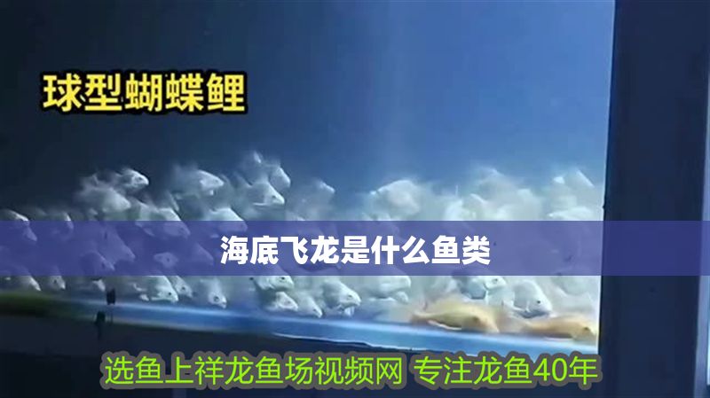海底飛龍是什么魚(yú)類(lèi) 龍魚(yú)百科 第1張 海底飛龍是什么魚(yú)類(lèi) 海底飛龍是什么魚(yú)類(lèi) 龍魚(yú)百科 第1張