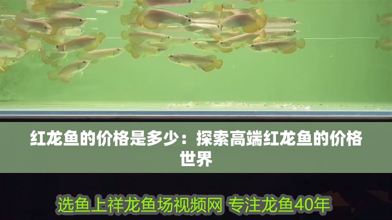 紅龍魚的價格是多少：探索高端紅龍魚的價格世界