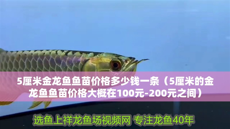 5厘米金龍魚魚苗價格多少錢一條（5厘米的金龍魚魚苗價格大概在100元-200元之間）