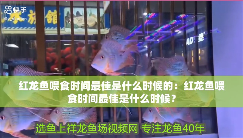 紅龍魚喂食時間最佳是什么時候的：紅龍魚喂食時間最佳是什么時候？