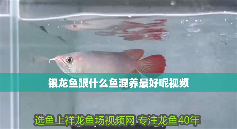 銀龍魚跟什么魚混養最好呢視頻