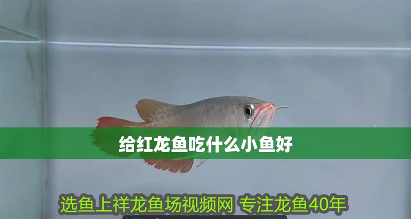 給紅龍魚吃什么小魚好
