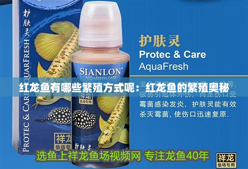 紅龍魚有哪些繁殖方式呢：紅龍魚的繁殖奧秘